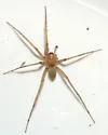 Neoanagraphis chamberlini - photo 3