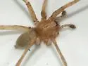Neoanagraphis chamberlini - photo 4