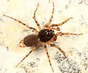 Neoantistea agilis