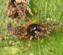 Neoantistea agilis - photo 2