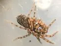 Neoantistea agilis - photo 4