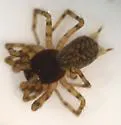 Neoantistea agilis - photo 5