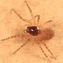 Neoantistea magna