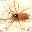 Neoantistea magna - photo 3