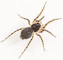 Neoantistea riparia