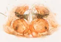 Neoantistea riparia - photo 5
