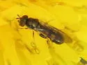 Neoascia metallica