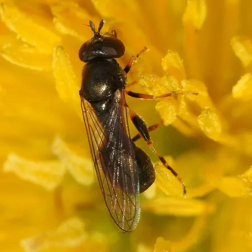 Neoascia meticulosa