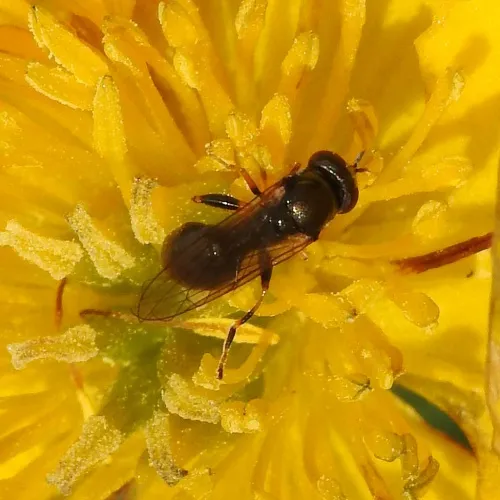 Neoascia meticulosa - photo 2