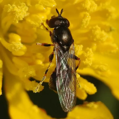 Neoascia meticulosa - photo 3