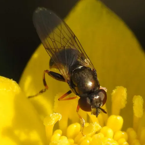 Neoascia meticulosa - photo 4