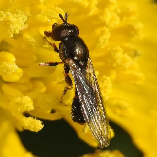 Neoascia meticulosa - photo 5