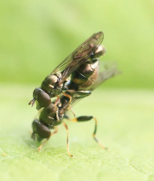 Neoascia obliqua - photo 3