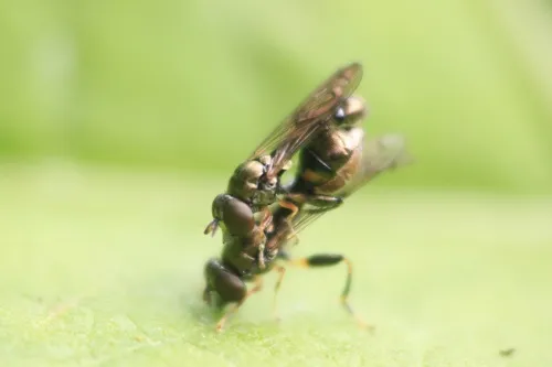 Neoascia obliqua - photo 5