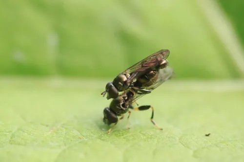 Neoascia obliqua - photo 6