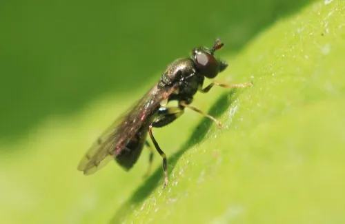 Neoascia obliqua - photo 7