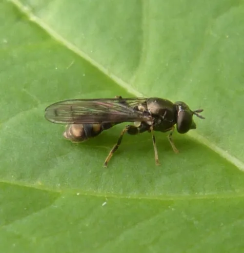 Neoascia podagrica