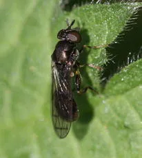 Neoascia podagrica - photo 2