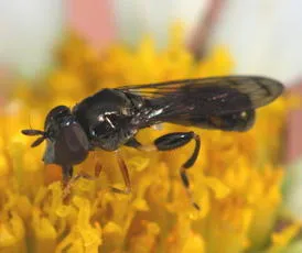 Neoascia podagrica - photo 3