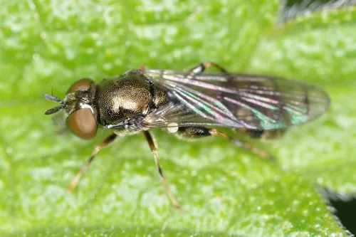 Neoascia podagrica - photo 4