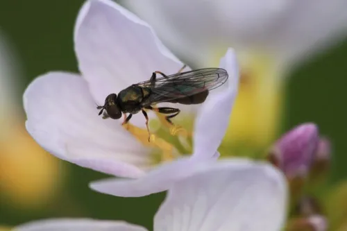Neoascia tenur - photo 6
