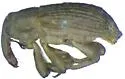 Neobagoidus carlsoni - photo 2