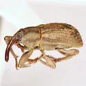 Neobagous texanus - photo 2