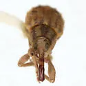 Neobagous texanus - photo 3