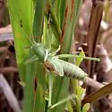 Lesser Arid-land Katydid
