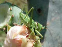 Lesser Arid-land Katydid - photo 2