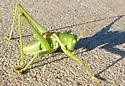 Lesser Arid-land Katydid - photo 4