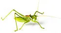 Lesser Arid-land Katydid - photo 5