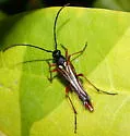 Neobellamira delicata - photo 2