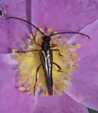 Neobellamira delicata - photo 4