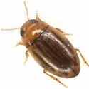 Neobidessus pullus - Neobidessus pullus