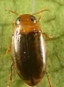 Neobidessus pullus - photo 2