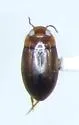 Neobidessus pullus - photo 3