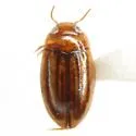Neobidessus pullus - photo 4