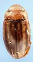 Neobidessus pullus - photo 5