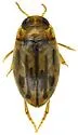 Neobidessus youngi