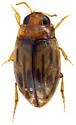 Neobidessus youngi - photo 3