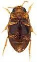 Neobidessus youngi - photo 4