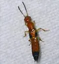 Neobisnius gratus