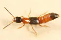 Neobisnius jocosus