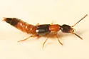 Neobisnius jocosus - photo 2