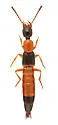 Neobisnius jucundus