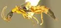 Neobisnius occidentoides - photo 2