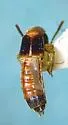 Neobisnius occidentoides - photo 4