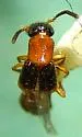 Neobisnius occidentoides - photo 5