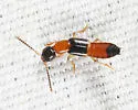 Neobisnius paederoides - photo 4